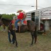Click to Enlarge
Maude - Black Mare Mule